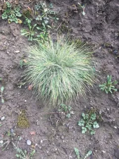 Gray Hairgrass thumbnail 1