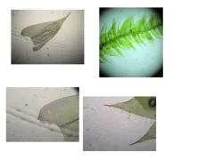 Steerecleus Moss thumbnail 2