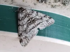 Toothed Phigalia Moth thumbnail 4