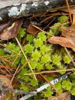 Pale Bog-moss thumbnail 1