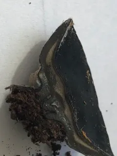 Pseudosarcosoma latahense thumbnail 3