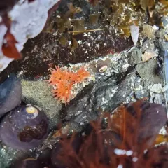 Moonglow Anemone thumbnail 3