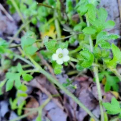 small-flowered nemophila thumbnail 3