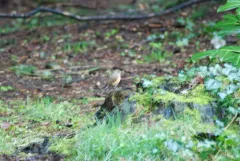Red-flanked Bluetail thumbnail 3