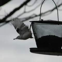 White-breasted Nuthatch thumbnail 2