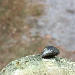 Zebra Mussel thumbnail 2