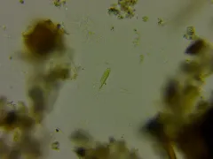 Meridion constrictum thumbnail 4