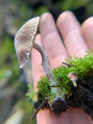 Psathyrella pennata