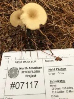 mealy funnel thumbnail 3