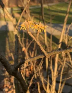 ozark witch-hazel thumbnail 2