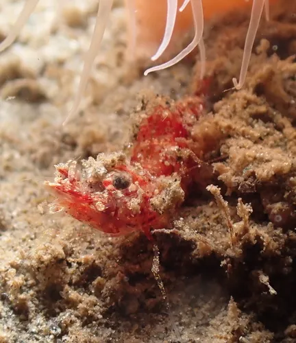 Snyder Blade Shrimp