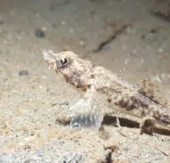 Pygmy Poacher thumbnail 3