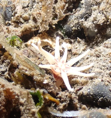 Ten-tentacled Burrowing Anemone