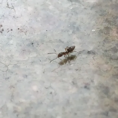 Odorous House Ant