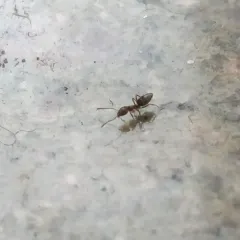 Odorous House Ant thumbnail 1