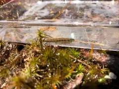 Swamp Darter thumbnail 2