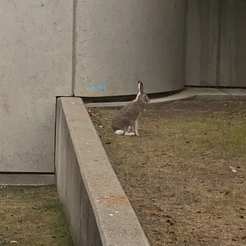 White-tailed Jackrabbit