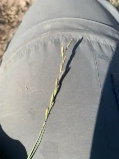 Creeping wild rye thumbnail 2