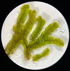 Large Notchwort thumbnail 4