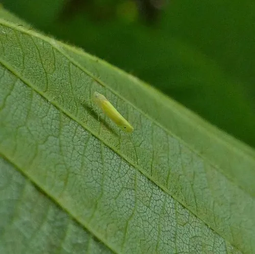 Dikrella scimitar