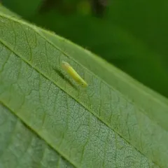 Dikrella scimitar thumbnail 1