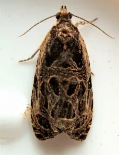 Basswood Olethreutes Moth thumbnail 2