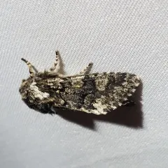 Thaxter’s Sallow thumbnail 2