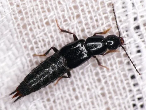 Hemiquedius infinitus