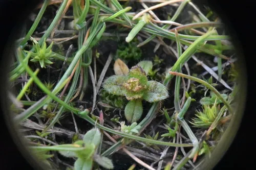 Synchytrium stellariae