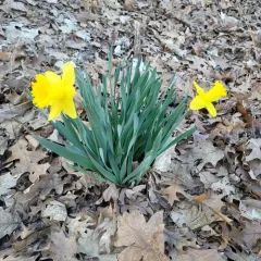 wild daffodil thumbnail 4