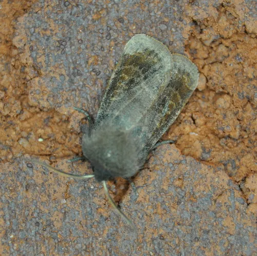 Goat Sallow