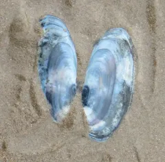 Atlantic Razor thumbnail 2