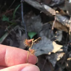 tall hairy agrimony thumbnail 3