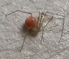 shortbodied cellar spider thumbnail 3