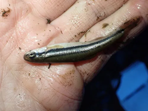 Southern Redbelly Dace