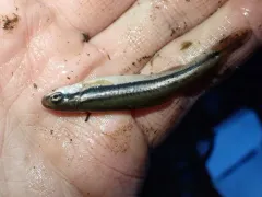 Southern Redbelly Dace thumbnail 1