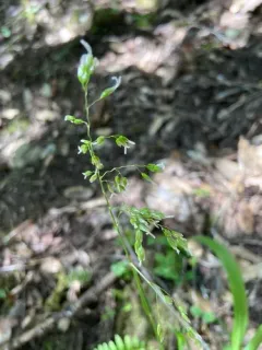 California sweet grass thumbnail 2