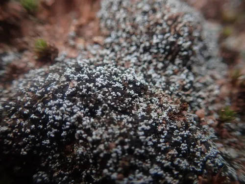 Granular Soil Foam Lichen