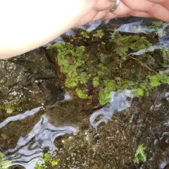 brook stippleback lichen thumbnail 3