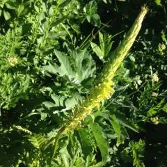 Bracted Lousewort thumbnail 4