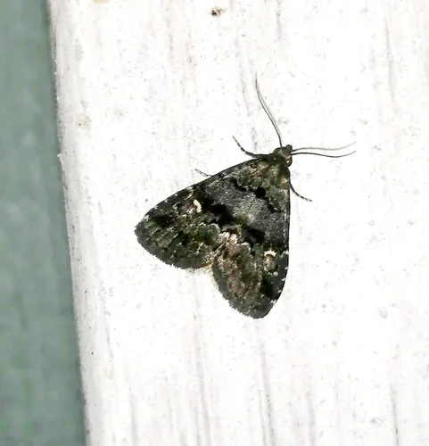 Dyspyralis nigellus
