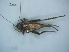 Allard's Ground Cricket thumbnail 3