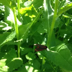 Cinnabar moth thumbnail 2