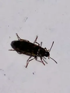 Prothalpia holmbergi thumbnail 2