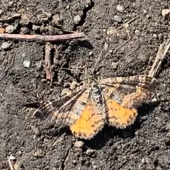 Orange-winged Carpet thumbnail 2