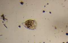 Campanella umbellaria thumbnail 4