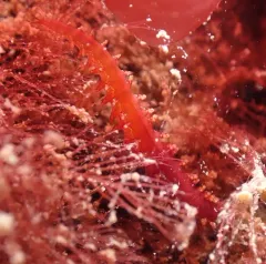 Micronereis nanaimoensis thumbnail 4