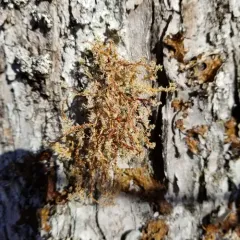 Globe Ball Lichen thumbnail 2