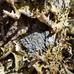 Mealy-rimmed Shingle Lichen thumbnail 3