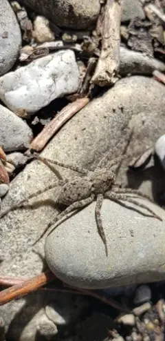 Pardosa steva thumbnail 1